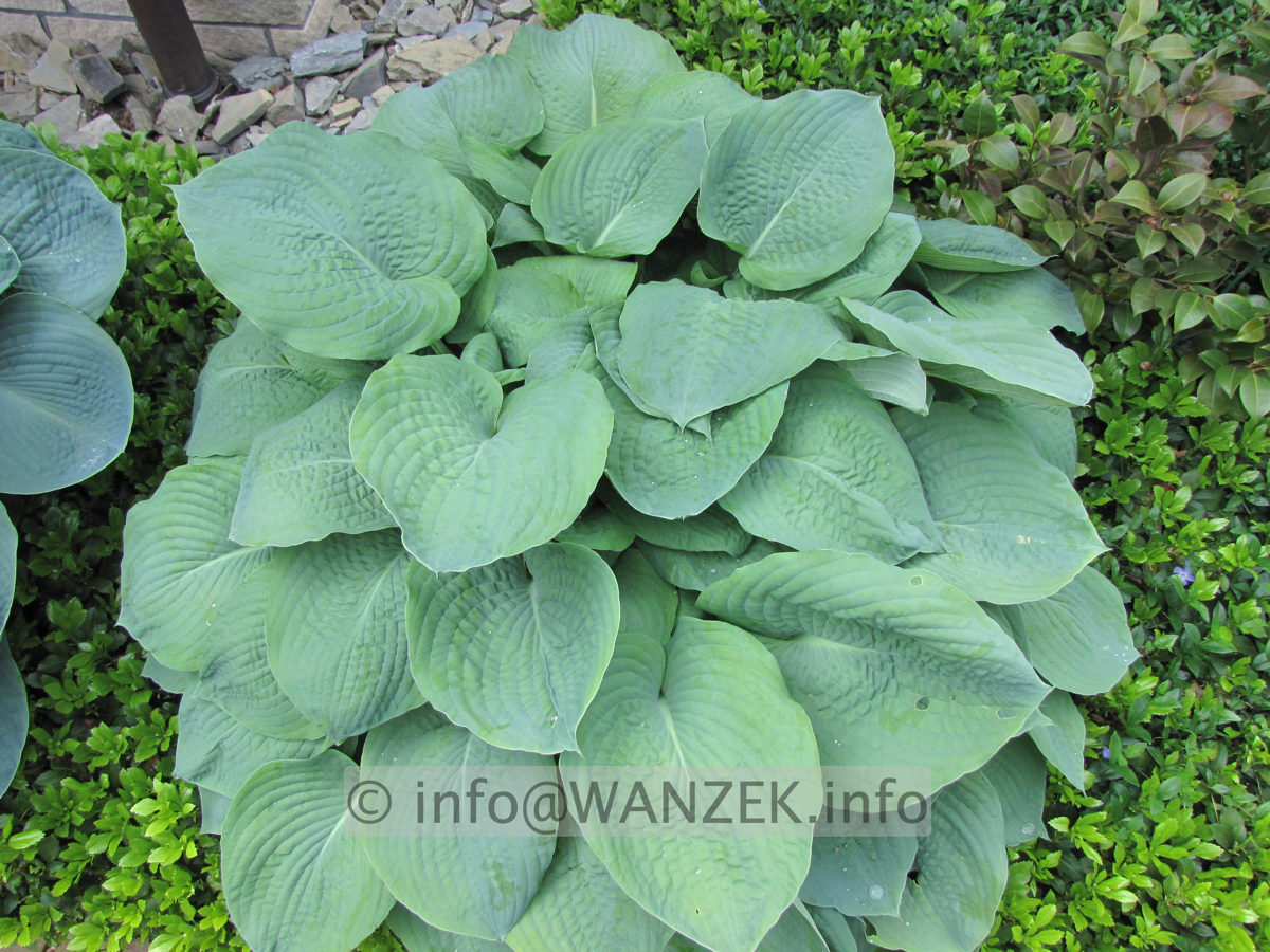Hosta Hybride Blaues Boot 01.JPG